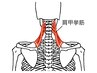 【お昼休みにサクッと】肩こりポイント集中コース15分　¥3000