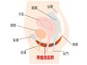 【膣トレ】座るだけで骨盤底筋を鍛えてヒップアップ・ダイエット効果◎