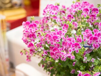 仁成堂整体院/植物