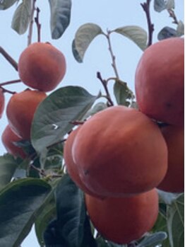 絡流(Rakuryu)/大枝の柿は固くても甘い富有柿♪