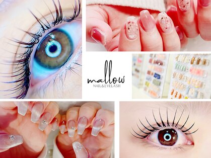 マロウ(mallow)の写真