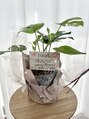 マリン クローバー(marin clover) 観葉植物の仲間が増えました☆ありがとう^ ^
