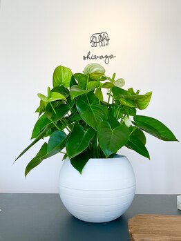 シバゴ タイ トラディショナル マッサージ(Shivago Thai traditional massage)/店内グリーン
