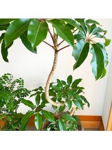 シバゴ タイ トラディショナル マッサージ(Shivago Thai traditional massage)/店内グリーン