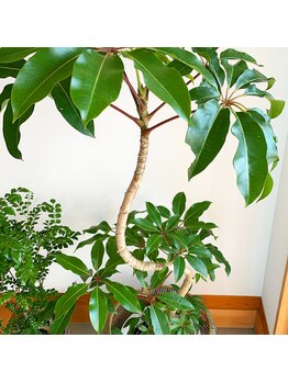 シバゴ タイ トラディショナル マッサージ(Shivago Thai traditional massage)/店内グリーン