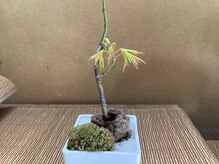 たにあん/カエデが復活