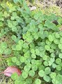 トゥーネイル(02nail)&nbsp;四葉のクローバー見つけるの得意です。（※雑草の花粉持ち）