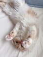 ミナデイズ(MINA deis) スコティッシュフォールドの猫ちゃん飼ってます♪