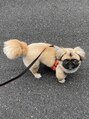 ネイルドットスタジオ 堺筋本町(NAIL DOT STUDIO)&nbsp;犬飼ってます！ペキニーズの男の子です☆３歳になりました☆