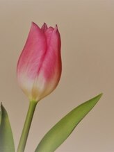 チュリップ(Tulipe) Fujiwara