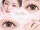 ダリア(DAHLIA)の写真