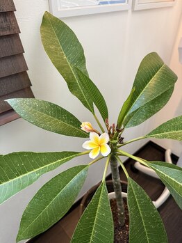 シャンココン(XIANGCOCON)/プルメリア♪咲きました!