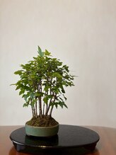 ジフィー(Gify)/盆栽