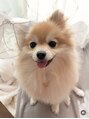 クラン(clan) 超元気なポメラニアンと暮らしています!どうしてもベロが出ます