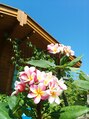 タイ古式リラクゼーション りらっくすらいふ サロン前は、夏にプルメリアが咲き、南国気分満載です！