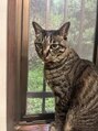 アロマヒーリング 下北沢店 実家の猫です癒やしです〇