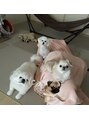 チャロム(Charom)&nbsp;実家で飼っているわんこです♪