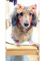 エンヴィバイコスメーア(Envy by Cosmea) ミニチュア・ダックスを飼っています。