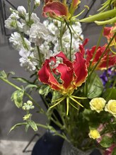 セプトきらく鍼灸整体院(Sept.)/このお花，なんて名前？？