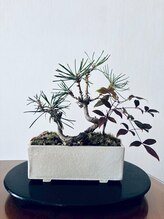 ジフィー(Gify)/盆栽