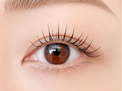 ベリス(Bellis)の写真