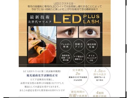 アプリコット(apricott)の写真