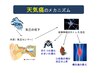 【今週の目玉】気圧変化での★天気不調予防で頭痛改善★45分￥8.000→￥3.500