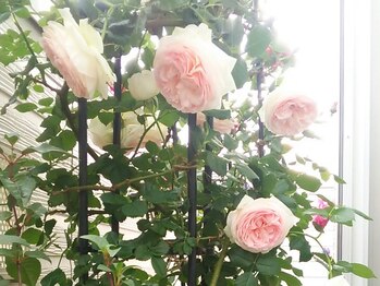 リュミエールボーテ/