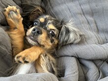 ラブリエ(La Briller)の雰囲気（看板犬がおります♪）