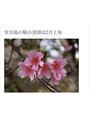 ラダシア 岸根公園店(LADASIA) 寒緋桜は2月上旬に咲きます。花は枯れたら散らずに落ちます。