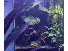 よもぎ蒸し部屋にて、視覚での癒しをお楽しみ下さい。