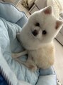 スマナ 愛犬のレンくん御歳19才！寒くなってきたので羊カットにしてます