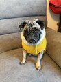 スイスパ 恵比寿(翠SUI SPA) 実家で飼っているパグです!犬好きです♪