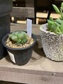 ヘッドスパサロン リアンジュ&nbsp;最近オブツーサという植物を購入しました＊