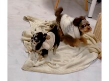  【空間のこだわり】白を基調とした落ち着いた雰囲気の店内。運が良ければ可愛い看板犬に出会える癒し空間