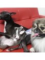 エンジェルラッシュ 蒲田店(Angel Lash)&nbsp;多頭飼いしていたのに現在はペキニーズ１匹になりました(>_<)