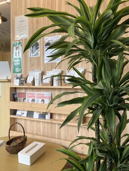 泉中央みなみ整骨院/待合の植物