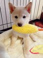 アマナ(Amana) 柴犬飼ってます【はく】ですblogにも登場してます♪