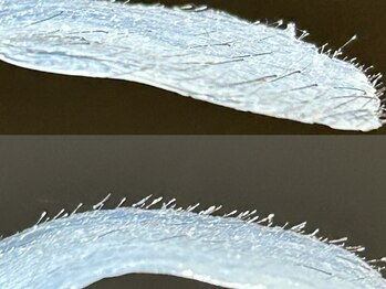 ベルード(veludo)/