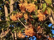 たにあん/金木犀の花