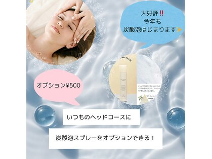 アビエスフィルマ(abies firma)の写真