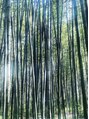 リスブラン 日本橋小伝馬町店&nbsp;京都嵐山で竹林の小径をパチリ。京都も好きなスポットの一つです