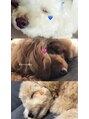 トゥルーネイル アンド アイ 錦糸町店(TRU NAIL & EYE)&nbsp;愛犬たちです本当にかわいくて大好きで毎日夢に出てきます、、