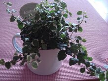 アムール【ハマム浴／アロマ／フェイシャル】/1対1のプライベートヨガレッスン