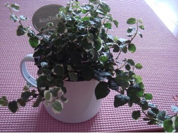 アムール【ハマム浴/アロマ/フェイシャル】/1対1のプライベートヨガレッスン