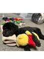 AG&nbsp;猫も犬も動物大好きです！実家でトイプードル飼ってます☆