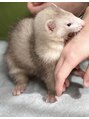 グレースフィオーレ 苫小牧店(GRACEFIORE)&nbsp;犬の他にフェレットも買っています！！名前はトトちゃんです！