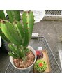 ジム(JIMS)&nbsp;観葉植物の中でも、個性的なサボテンが好きかもしれないです。