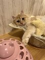 トイロ(toiro) お気に入りの猫カフェがあります