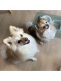 ウェイビイ 藤沢(WAVY)&nbsp;実家のおばあちゃんチワワとでかポメです^_^